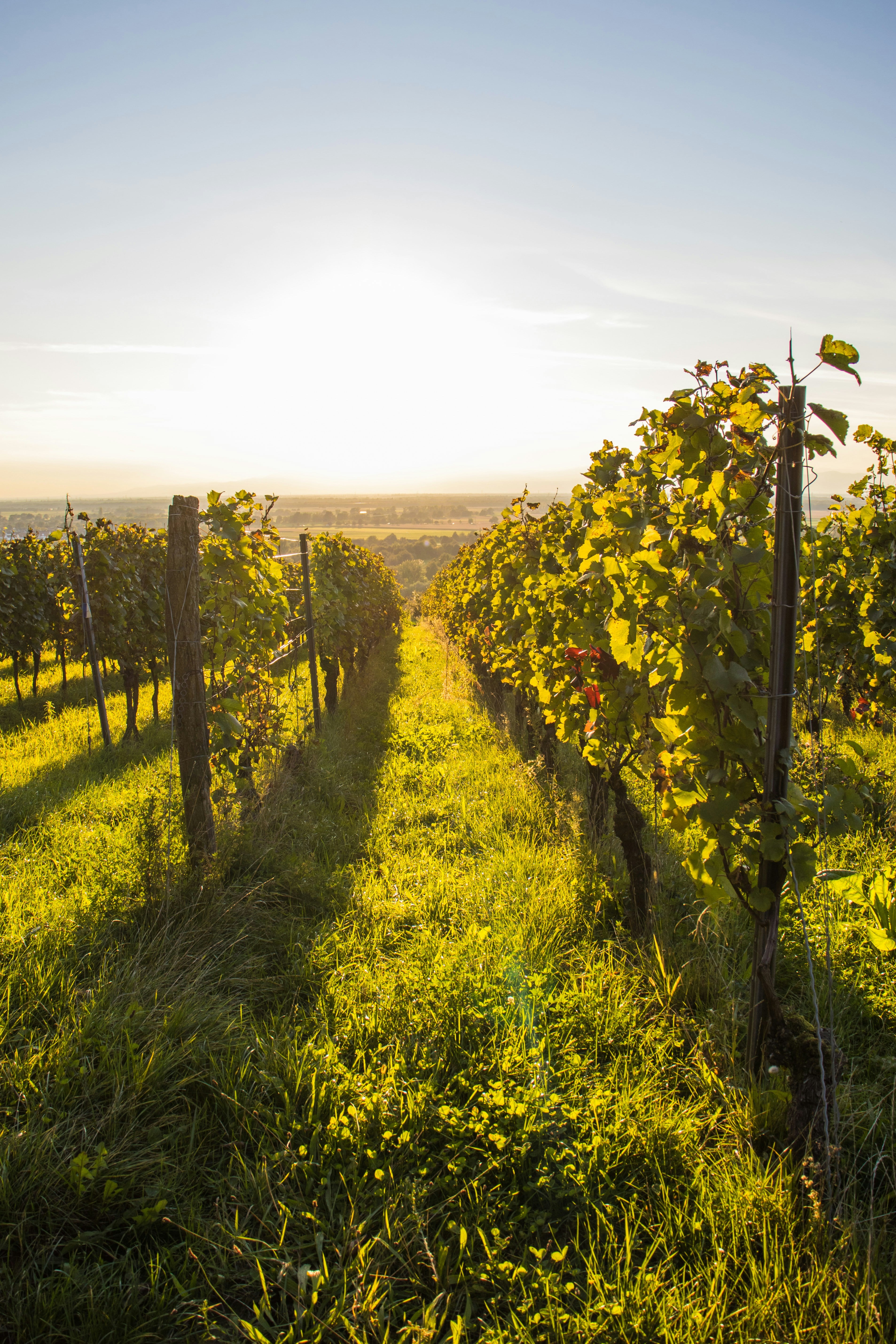 Vineyard rows at sunset